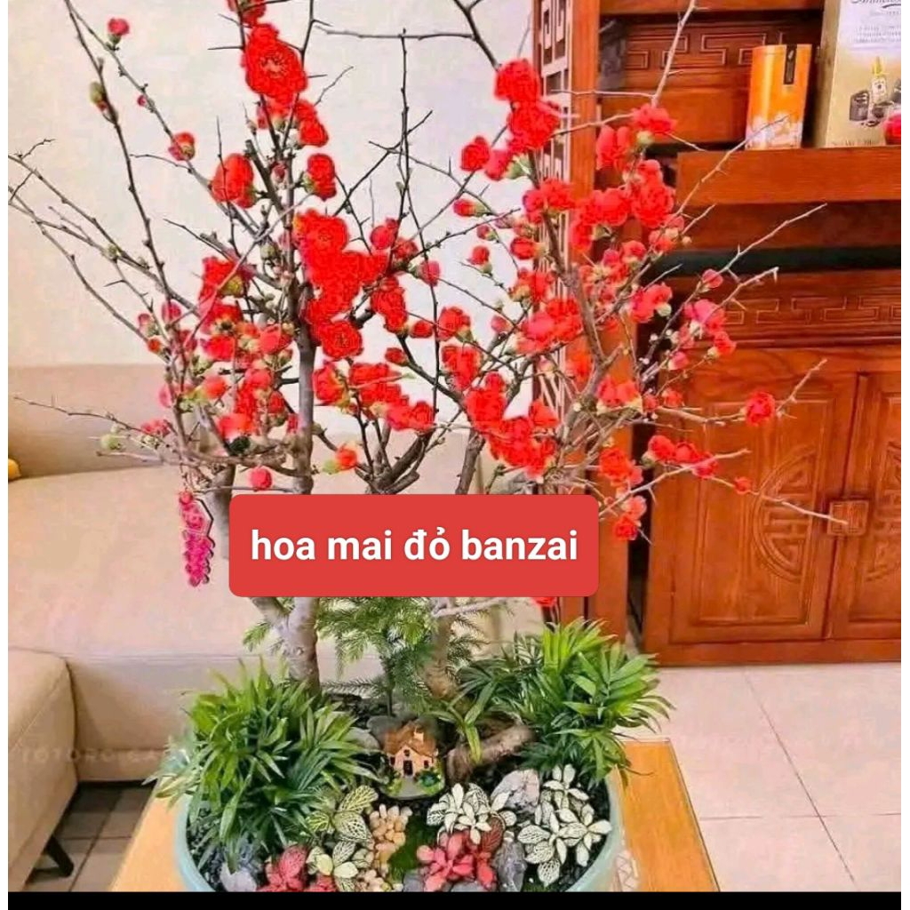 thanh lý cây hoa mai đỏ về dưỡng chơi tết 2027. chơi tết 2027