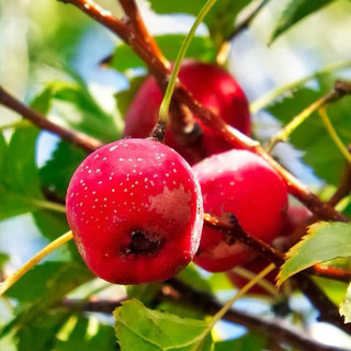táo mèo khô 500g  SƠN TRA ĐỎ