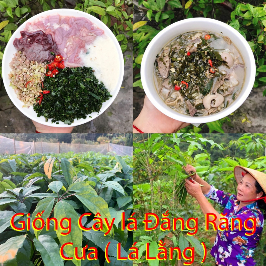 Cây Giống Lá Đắng Lá Lằng Thanh Hóa- Nghệ An Có Bầu – Dễ Trồng, Rau Đặc Sản Miền Núi