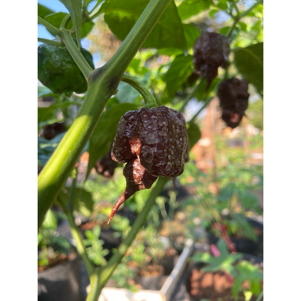 Combo 2 cây giống ớt carolina reaper socola