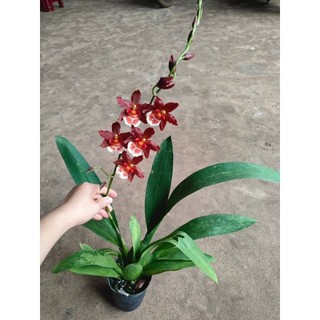Lan Vũ nữ màu mới tuyệt đẹp