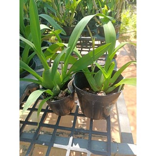 Lan Vũ nữ màu mới tuyệt đẹp