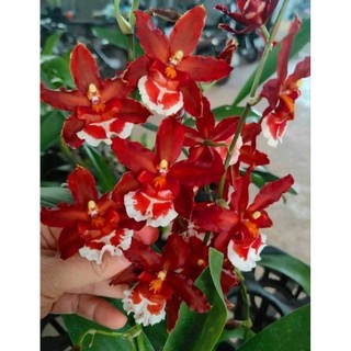 Lan Vũ nữ màu mới tuyệt đẹp