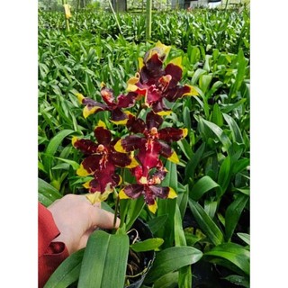 Lan Vũ nữ màu mới tuyệt đẹp