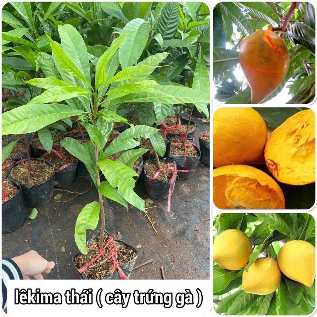 Cây giống Lekima (trứng gà thái ) nhanh trái siêu ngọt siêu bở