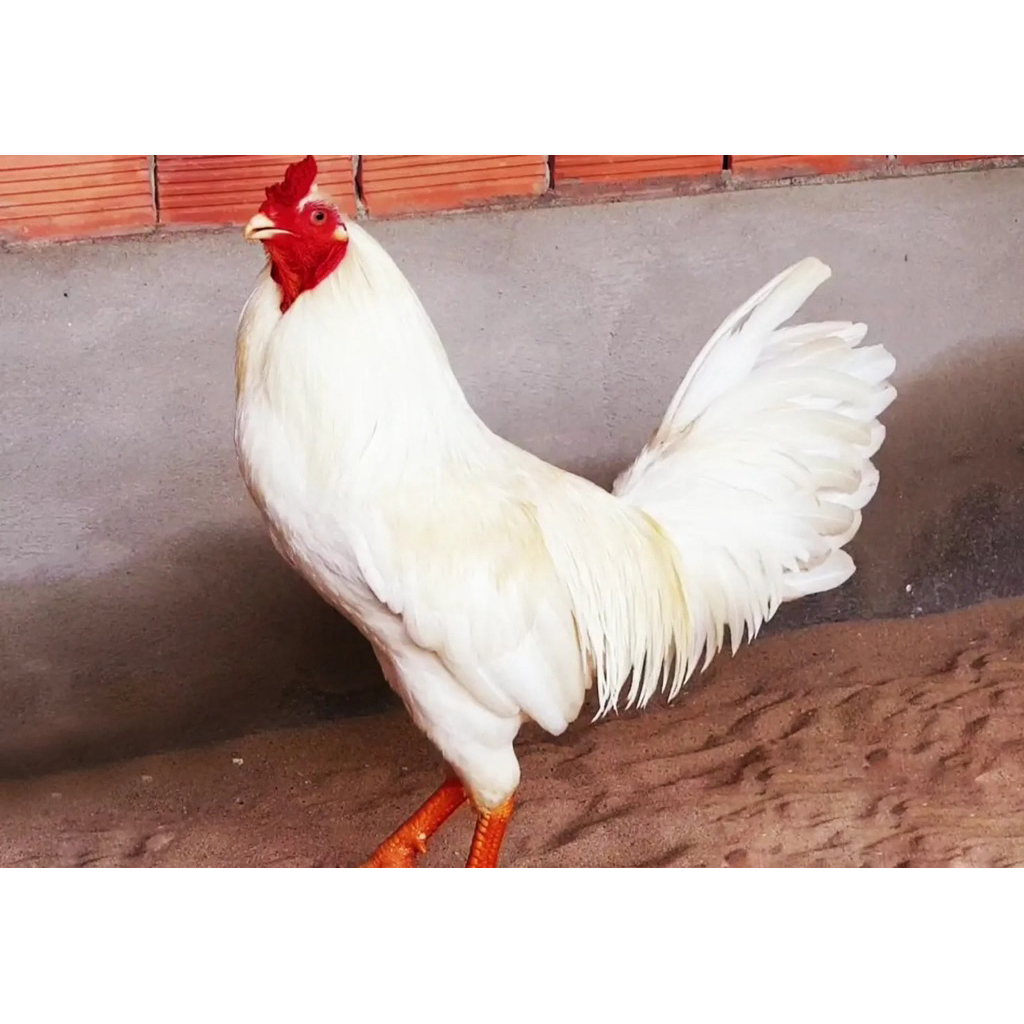 Flodoxy Thái  10ml ( Nước uống )