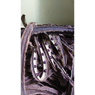 Hạt đậu rồng