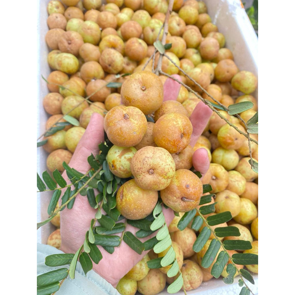 Mắc Kham Me Rừng Ngọt