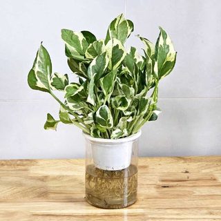 Chậu cây trầu bà cẩm thạch , trầu bà sữa trang trí nhà cửa , sân vườn