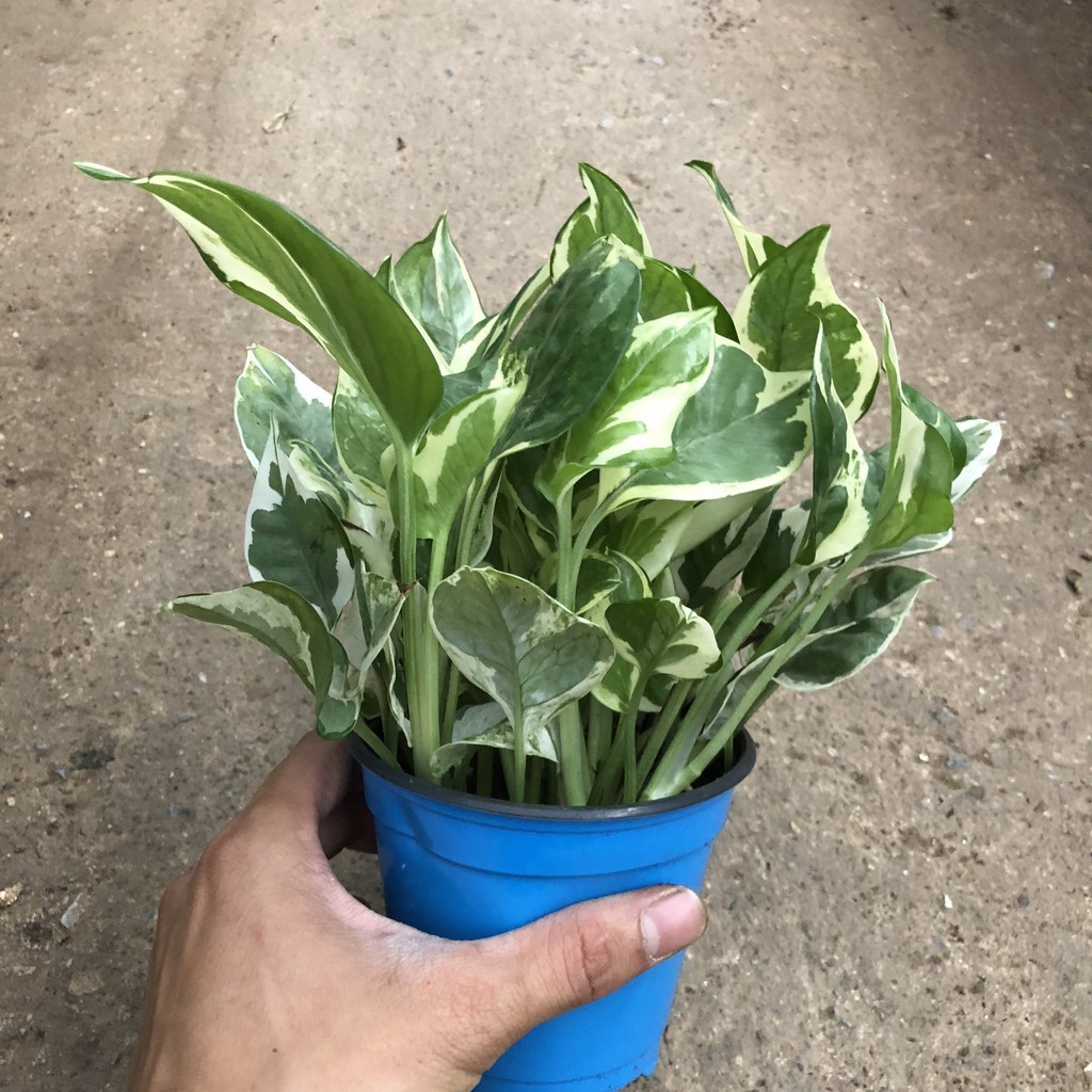 Chậu cây trầu bà cẩm thạch , trầu bà sữa trang trí nhà cửa , sân vườn