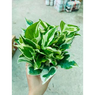 Chậu cây trầu bà cẩm thạch , trầu bà sữa trang trí nhà cửa , sân vườn