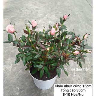 (VHST giao trong ngày) TỶ MUỘI THƠM HÀ LAN màu hồng phấn.