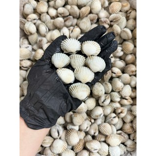 HỎA TỐC - SÒ HUYẾT CẤP ĐÔNG - TÚI 1KG