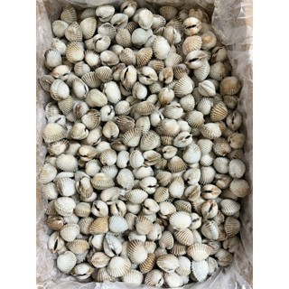 HỎA TỐC - SÒ HUYẾT CẤP ĐÔNG - TÚI 1KG