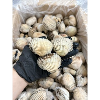 HỎA TỐC - SÒ HUYẾT CẤP ĐÔNG - TÚI 1KG