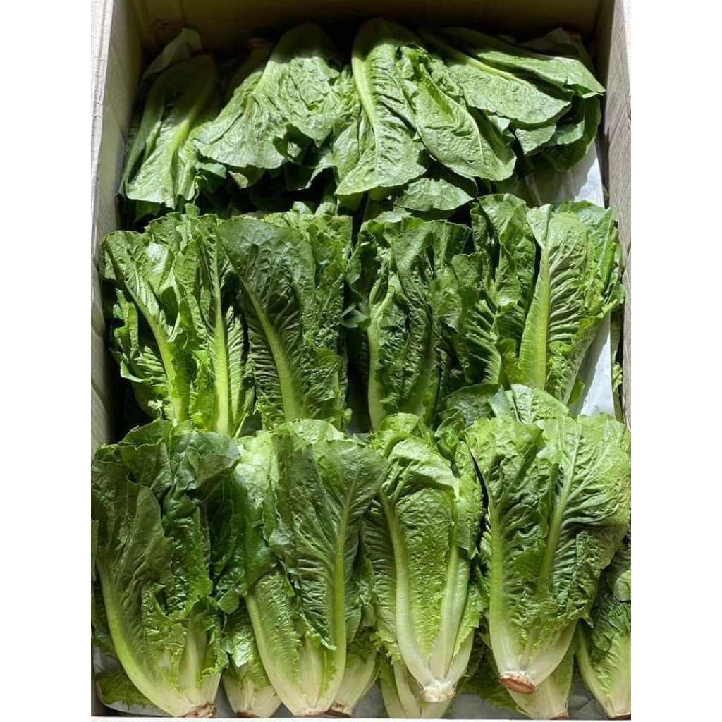 [HỎA TỐC] Xà lách Romaine/ Romaine Lettuce