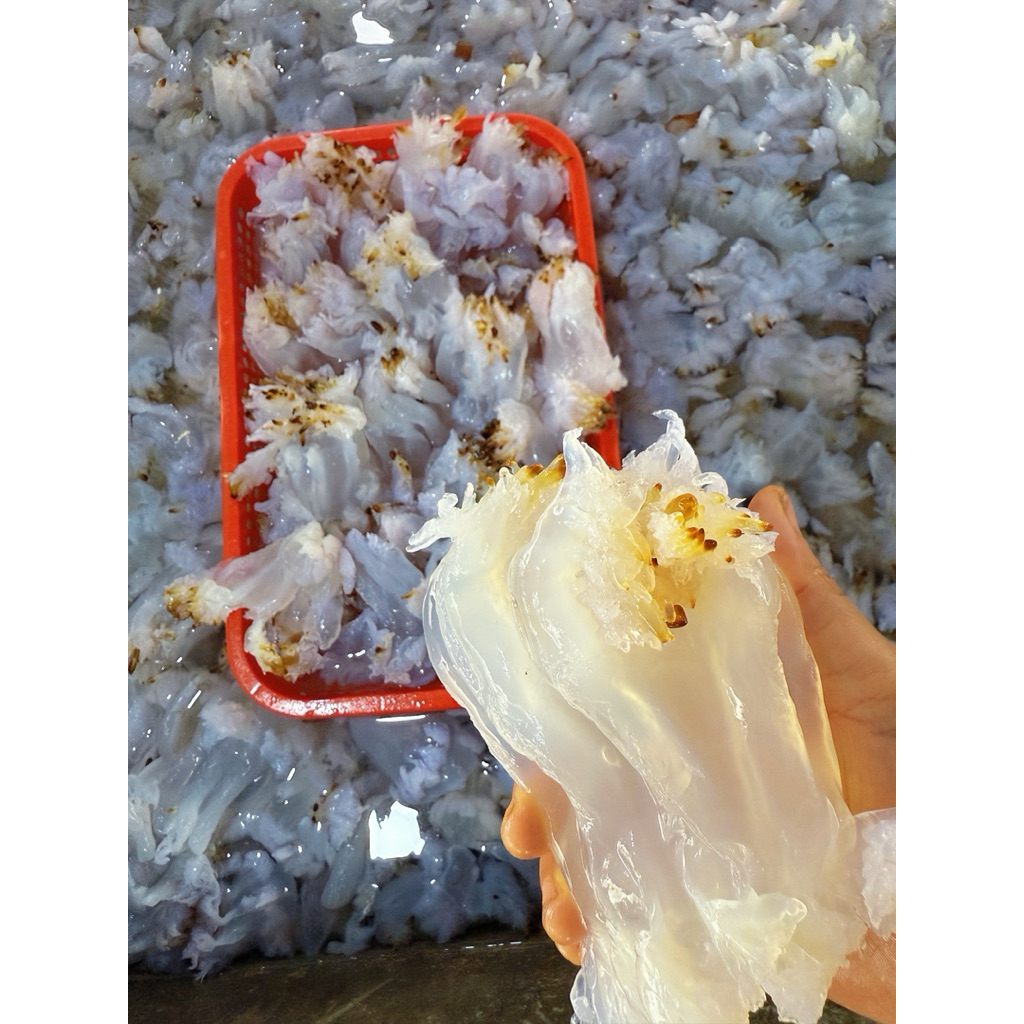 1 kg sứa chùm giòn muối mặn ( hàng chưa ngâm nhạt xả mặn )