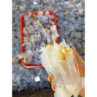 1 kg sứa chùm giòn muối mặn ( hàng chưa ngâm nhạt xả mặn )