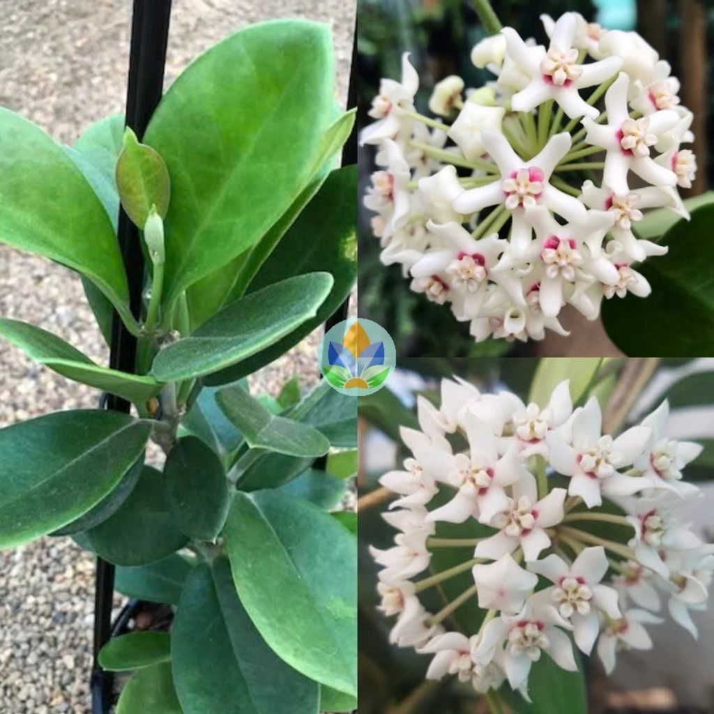 Chậu cây cẩm cù Hoya Australis Compacta (Australis lá nhám)