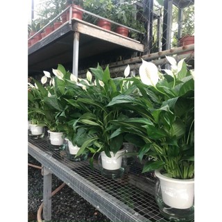 Chậu Cây lan ý bụi to , trang trí nhà cửa ban công và sân vườn