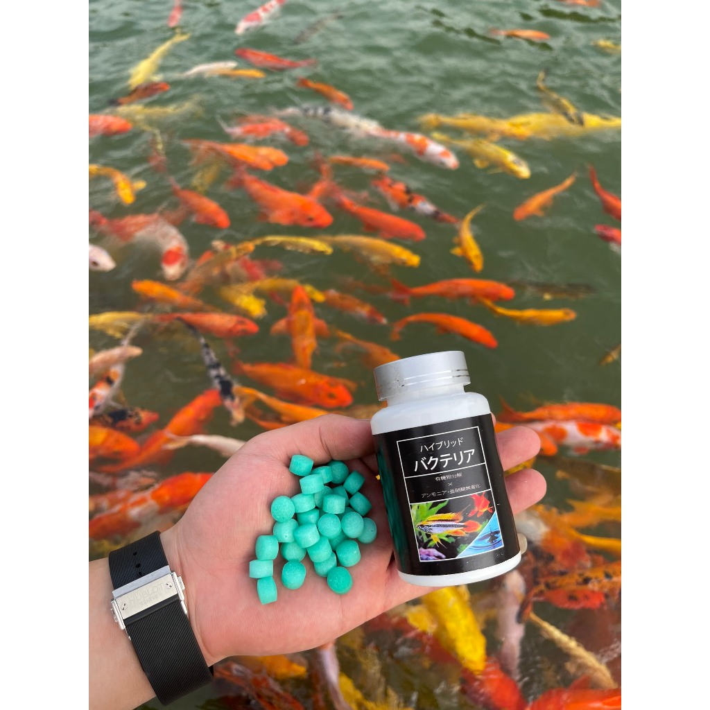 [Hỏa Tốc] vi sinh bể cá aquarista lọ 100 viên, vi sinh làm trong nước, cân bằng PH, cá khoẻ