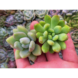 Set 5 Cây Sen Đá Size Nhỏ ( lấy ngẫu nhiên ) Sen Đá Mini