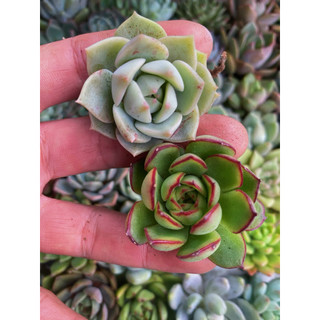 Set 5 Cây Sen Đá Size Nhỏ ( lấy ngẫu nhiên ) Sen Đá Mini