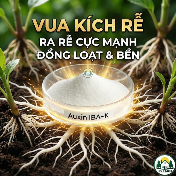 Phân Bón Kích Rễ Cực Mạnh Auxin IBA-K 99% – Kích Rễ Mai Vàng, Tiêu, Cà Phê, Sầu Riêng - Tưới Gốc Giâ