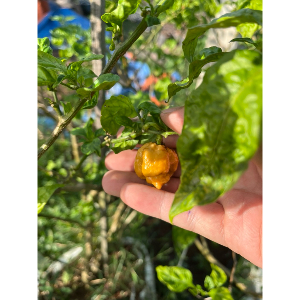 hạt giống ớt Carolina Brains Mustard