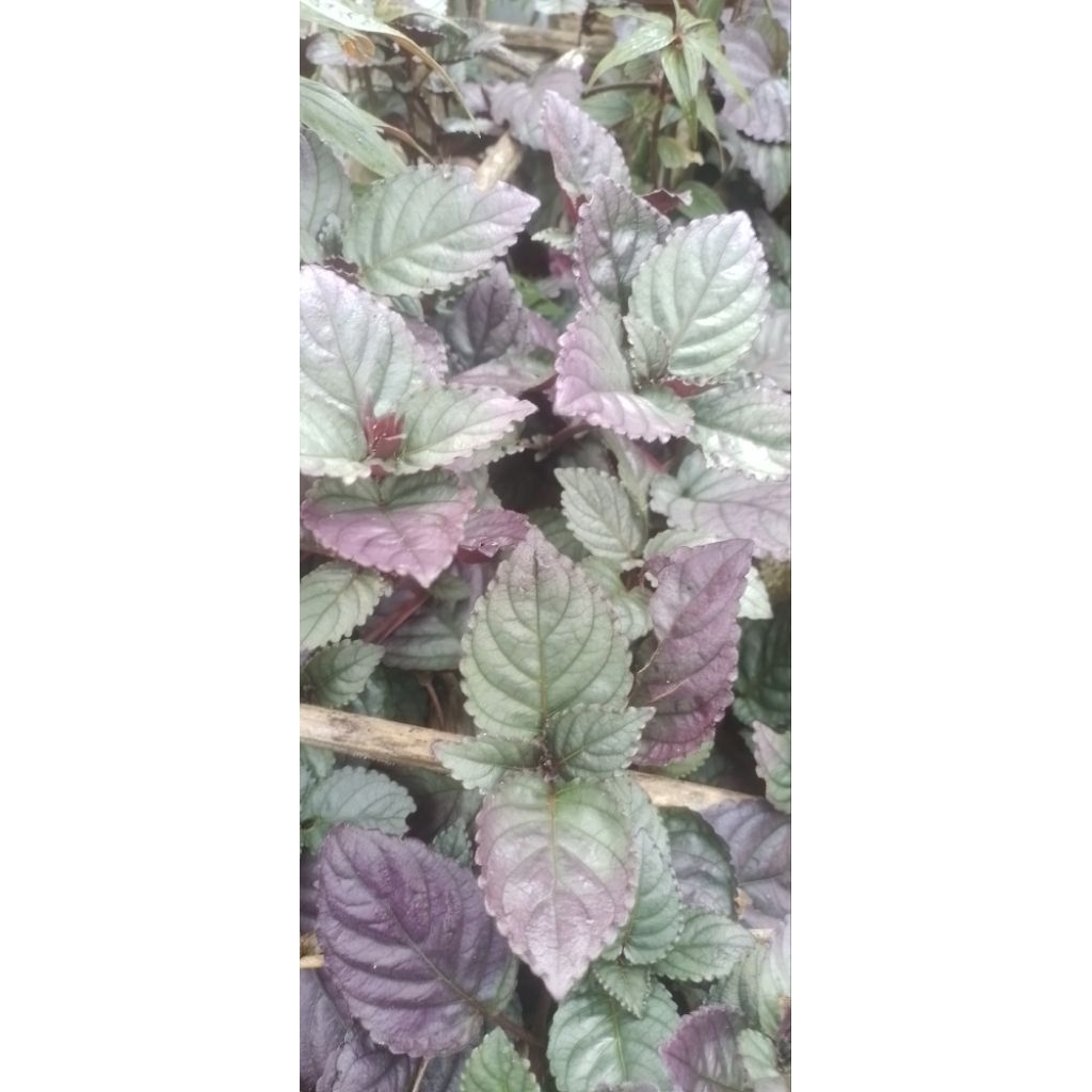 (200g cây tươi 35k),cây ô long tươi làm dược liệu 35k