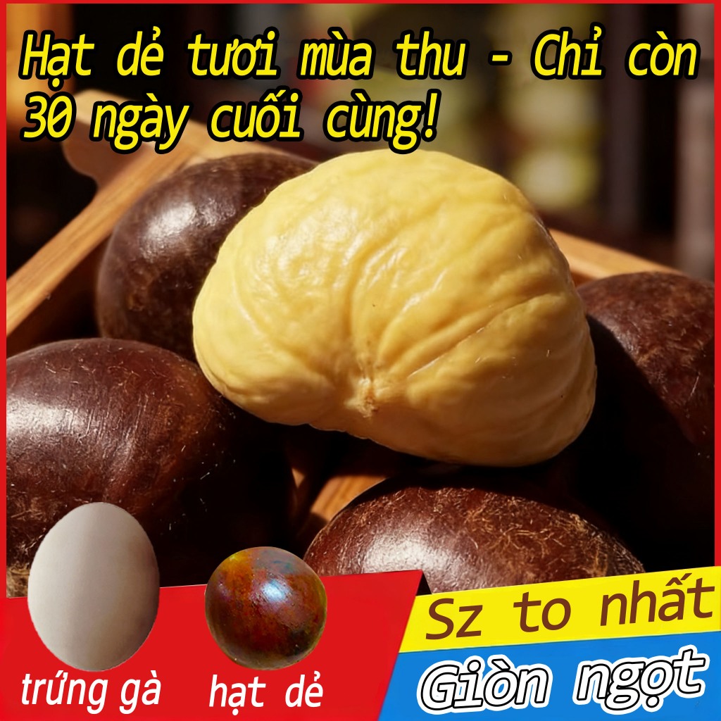 【Cỡ rất lớn】Hạt Dẻ Tươi Nguyên Chất 1-3kg Nhân vàng, giòn ngọt, hạt to tròn Không chất bảo quản