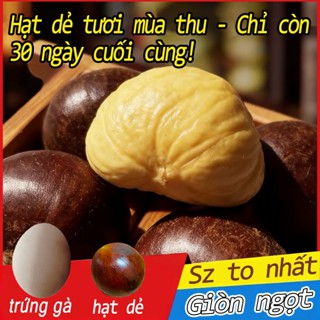 【Cỡ rất lớn】Hạt Dẻ Tươi Nguyên Chất 1-3kg Nhân vàng, giòn ngọt, hạt to tròn Không chất bảo quản