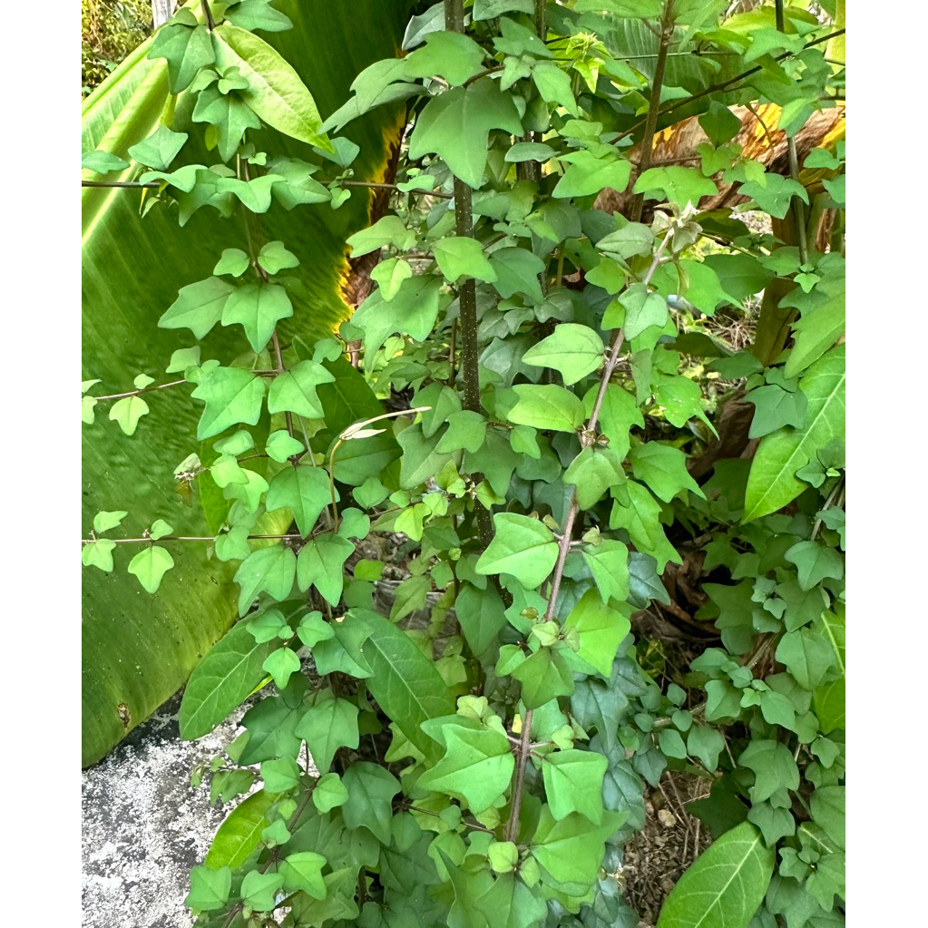 9 loại gai xông trừ tà, sả xui