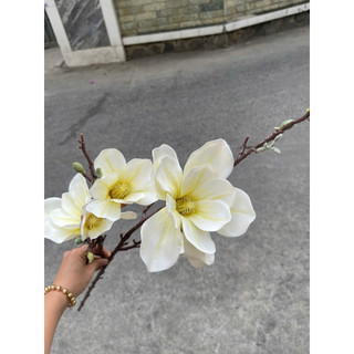 MỘC LAN CAO SU CẮM BÌNH TRANG TRÍ NHÀ CỬA