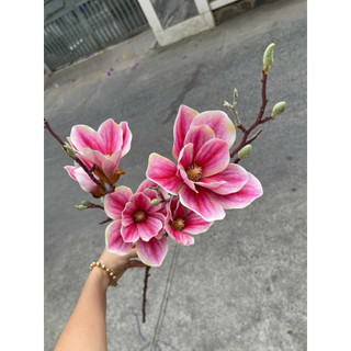 MỘC LAN CAO SU CẮM BÌNH TRANG TRÍ NHÀ CỬA