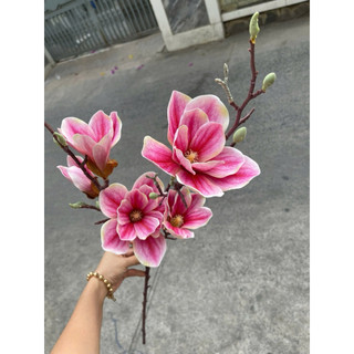 MỘC LAN CAO SU CẮM BÌNH TRANG TRÍ NHÀ CỬA