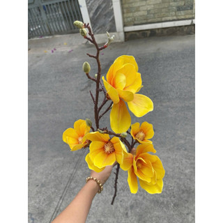 MỘC LAN CAO SU CẮM BÌNH TRANG TRÍ NHÀ CỬA
