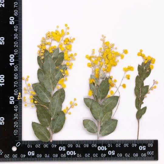 Hoa mimosa ép khô dùng trng trang trí handmade, resin, thiệp,khung ảnh