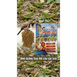 Hạt trứng kiến cho chim . Sản phẩm làm từ Trứng Kiến vs Rết cùng các loại côn trùng khác.