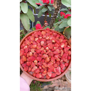 Dây tây sấy thăng hoa