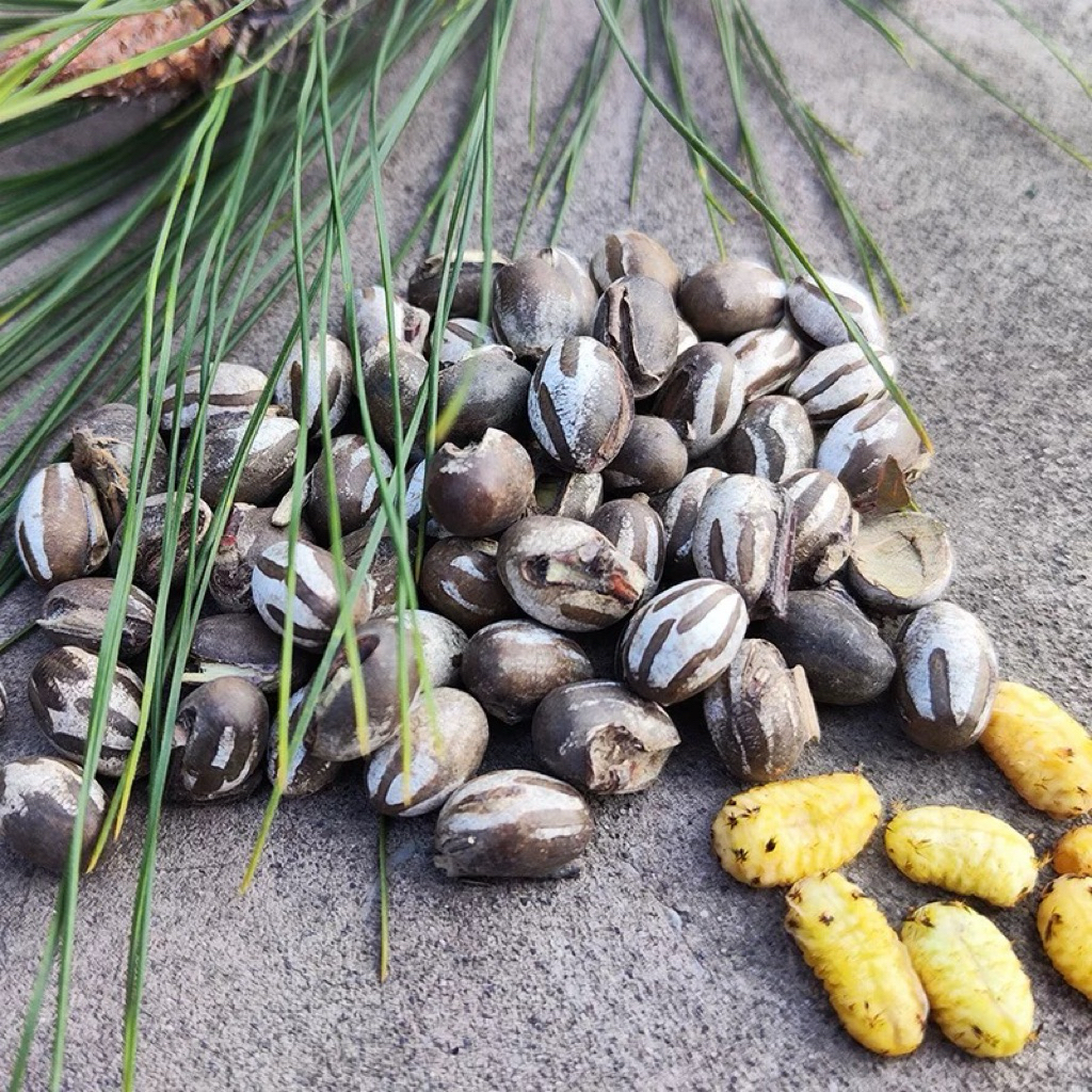 Nhộng mật ong ( nhộng ong non)