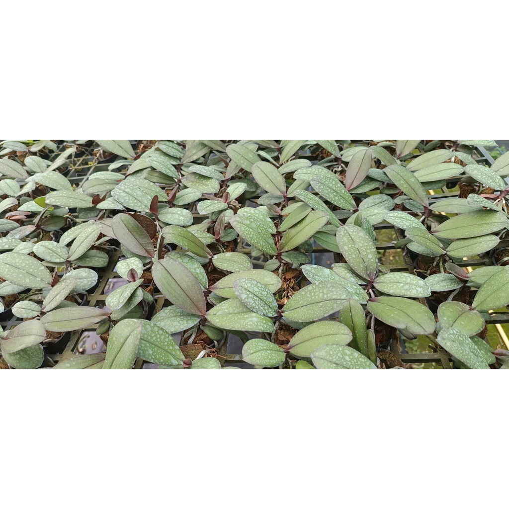Hồ Điệp Cây Giống Đủ Màu (chọn được màu)