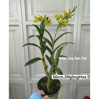 (VHST giao trong ngày) CÂY HOA LAN DENDRO NẮNG hoa vàng.