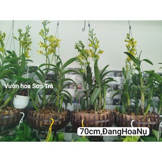 (VHST giao trong ngày) CÂY HOA LAN DENDRO NẮNG hoa vàng.