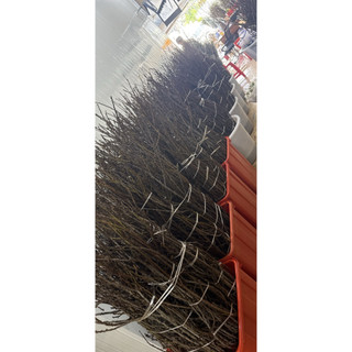Mận rừng tây bắc