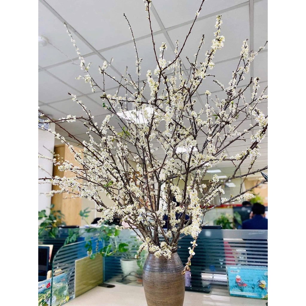 Mận rừng tây bắc