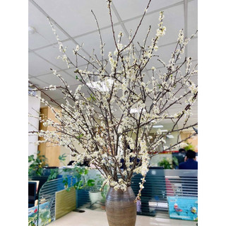 Mận rừng tây bắc