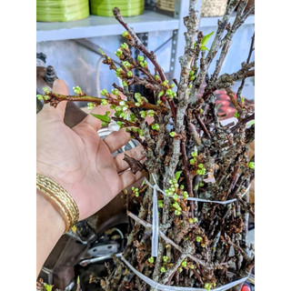 Mận rừng tây bắc