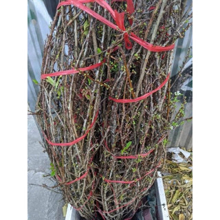 Mận rừng tây bắc