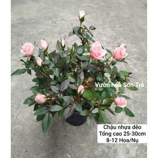 (VHST giao trong ngày) TỶ MUỘI THƠM HÀ LAN màu hồng phấn.